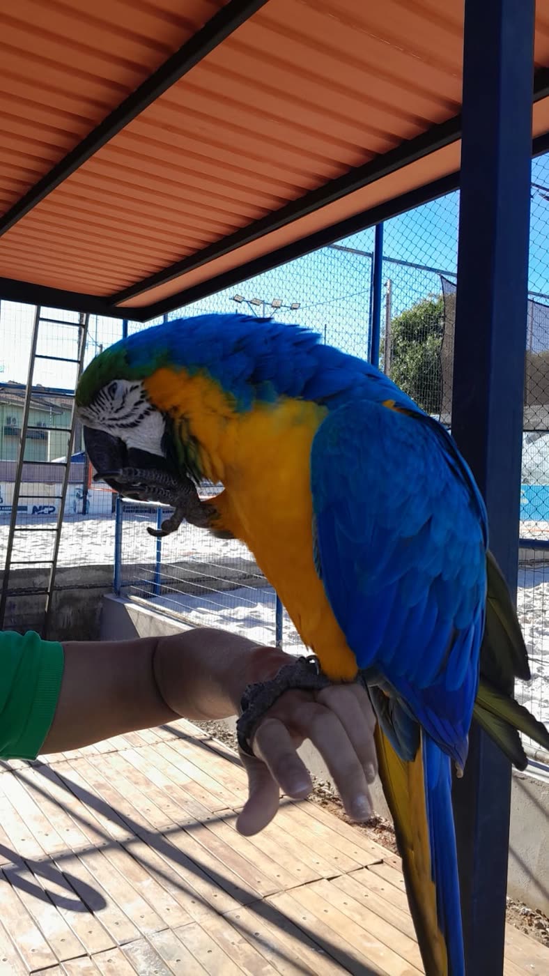 Arara azul real do Ilha Tennis, mascote e símbolo da arena, pousada na mão de um funcionário
